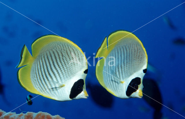 Philippine butterflyfish (Chaetodon adiergastos)