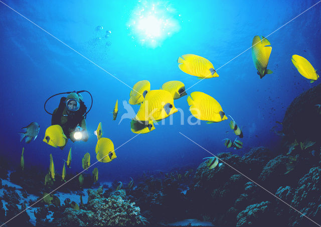 Masked butterflyfish (Chaetodon semilarvatus)