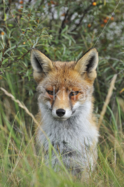 Fox (Vulpes vulpes)