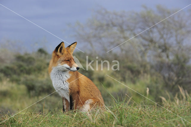 Fox (Vulpes vulpes)