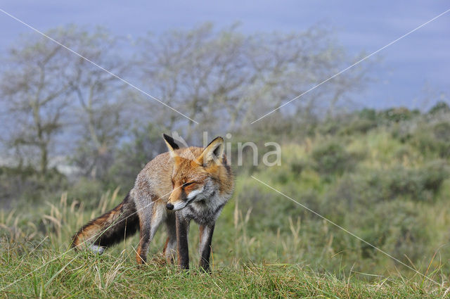 Vos (Vulpes vulpes)