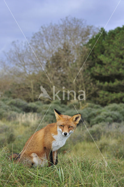 Fox (Vulpes vulpes)