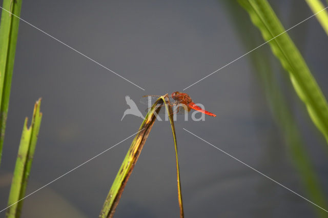 Vuurlibel (Crocothemis erythraea)