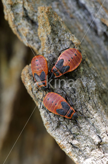 Vuurwants (Pyrrhocoris apterus)