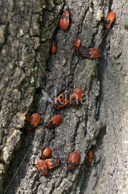 Vuurwants (Pyrrhocoris apterus)