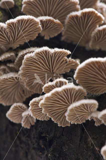 Waaiertje (Schizophyllum commune)