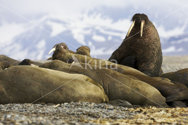 Walrus (Odobenus rosmarus)