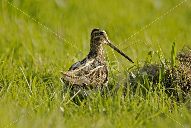 Common Snipe (Gallinago gallinago)