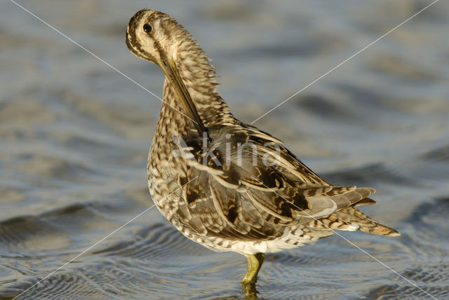 Watersnip (Gallinago gallinago)