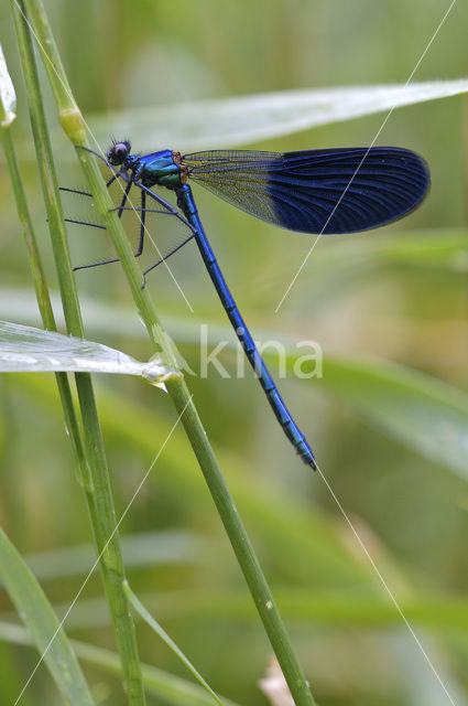 Banded Demoiselle (Calopteryx splendens)