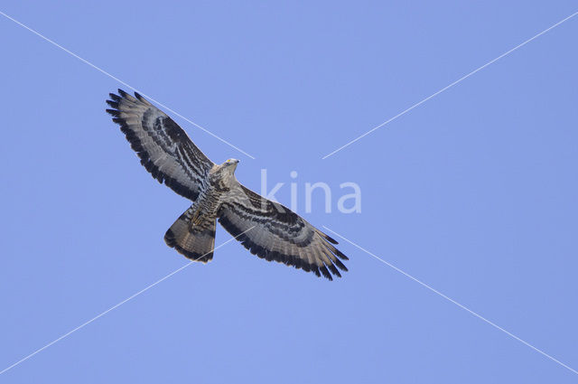 Honey Buzzard (Pernis apivorus)