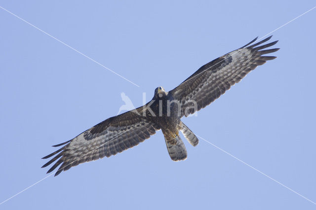 Honey Buzzard (Pernis apivorus)