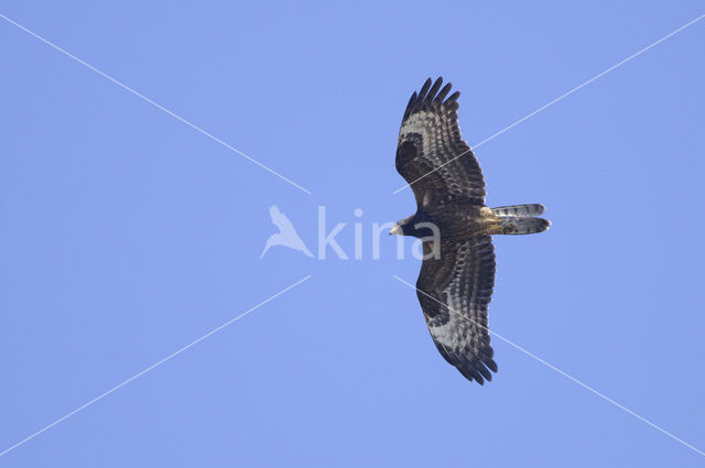 Honey Buzzard (Pernis apivorus)