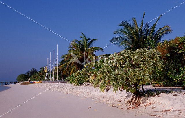 White Sands Resort