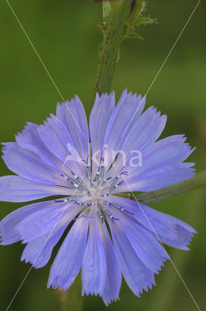 Chicory (Cichorium intybus)