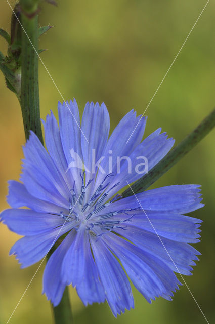 Wilde cichorei (Cichorium intybus)