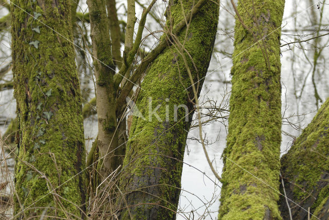 Willow (Salix)