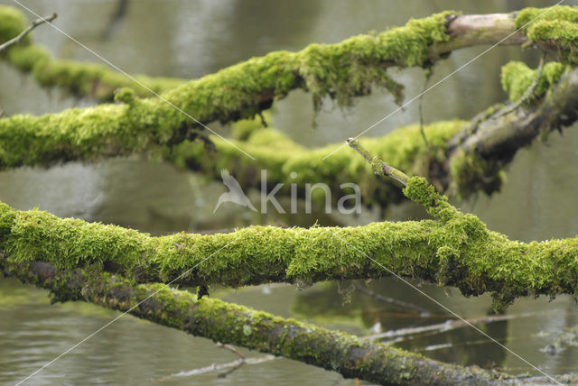 Willow (Salix)