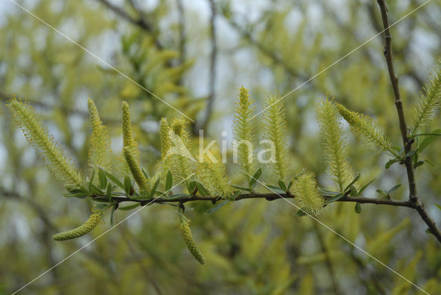 Wilg (Salix)