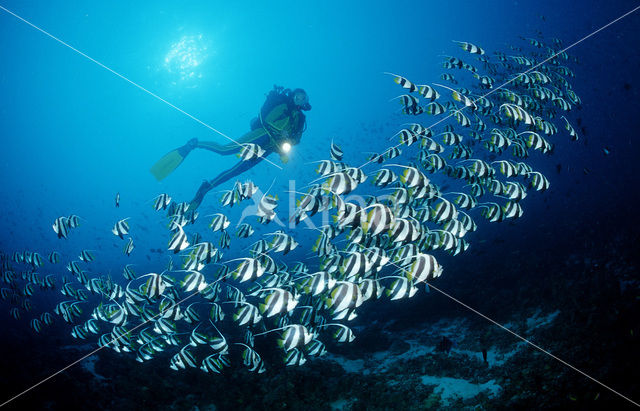 False moorish idol