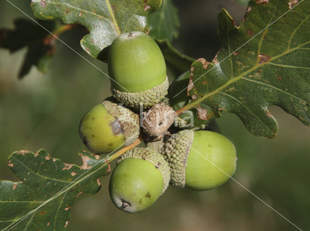 Wintereik (Quercus petraea)