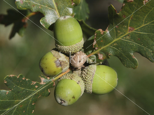 Sessile Oak