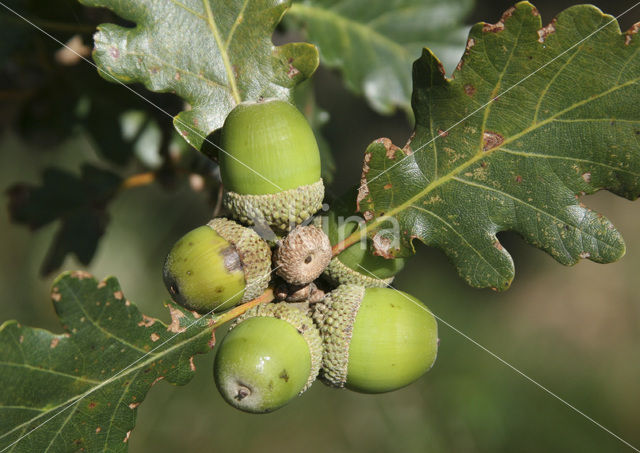 Wintereik (Quercus petraea)