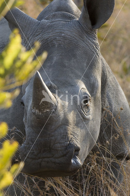 white Rhinoceros