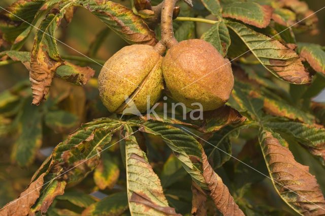 Horse-chestnut (Aesculus hippocastanum)