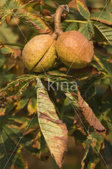 Horse-chestnut (Aesculus hippocastanum)