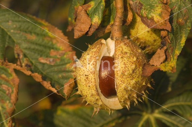 Witte paardenkastanje (Aesculus hippocastanum)