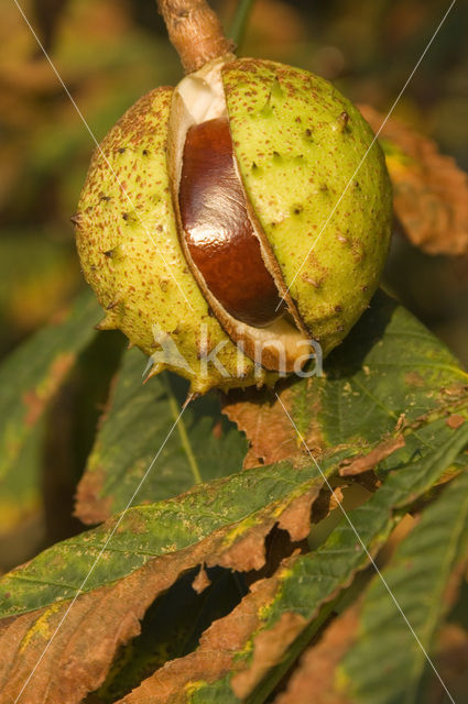 Horse-chestnut (Aesculus hippocastanum)