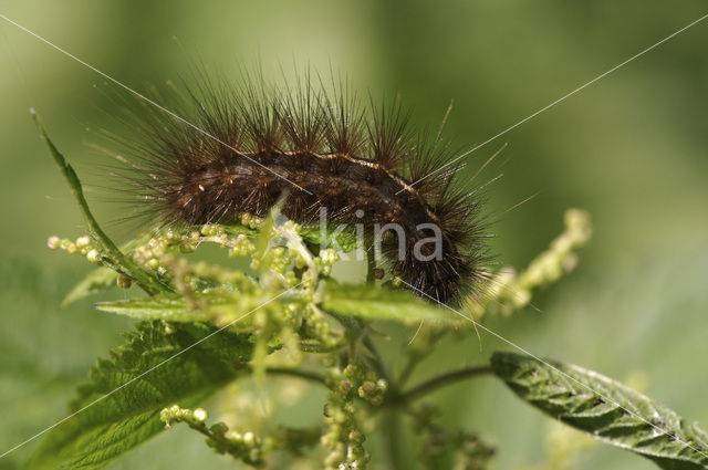 Witte tijger (Spilosoma lubricipeda)