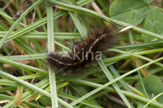 Witte tijger (Spilosoma lubricipeda)