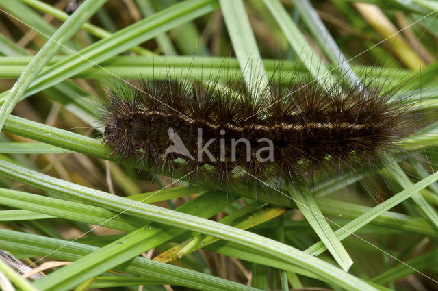 Witte tijger (Spilosoma lubricipeda)