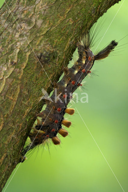 Witvlakvlinder (Orgyia antiqua)