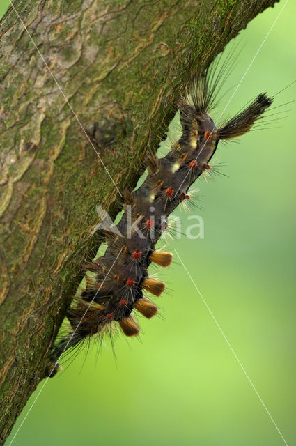 The Vapourer (Orgyia antiqua)