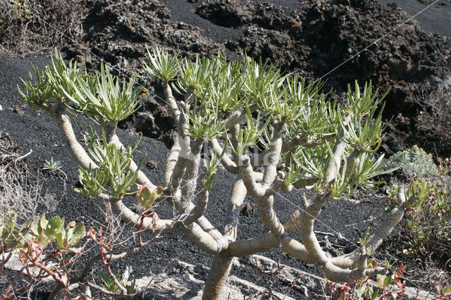 Spurge (Euphorbia spec.)