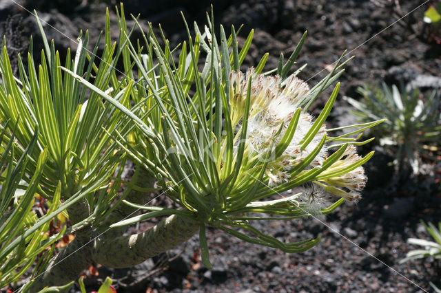 Spurge (Euphorbia spec.)