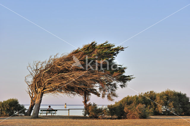 Maritime Pine (Pinus pinaster)