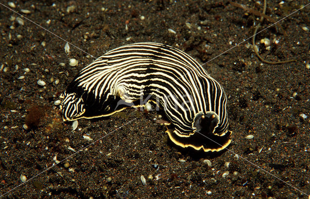 Sea Slug (Armina sp.)