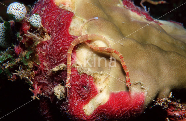 Black-breasted pipefish (Corythoichthys nigripectus)