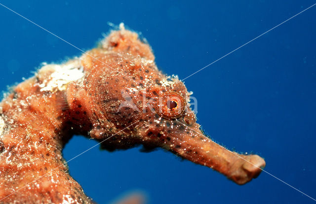 Longsnout seahorse (Hippocampus reidi)