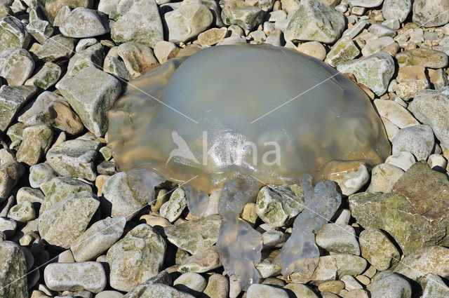 Dustbin-lid jellyfish (Rhizostoma octopus)