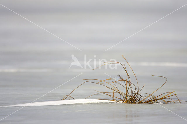 Sedge (Carex spec.)