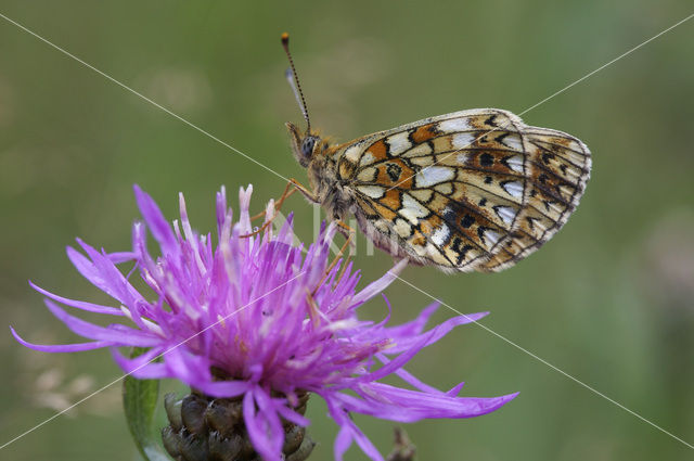 Zilveren maan (Boloria selene)