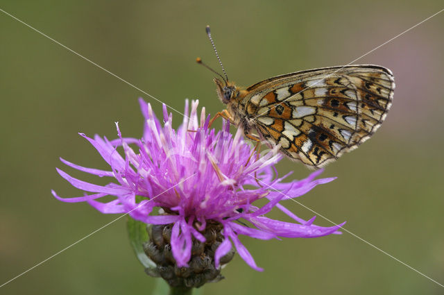 Zilveren maan (Boloria selene)