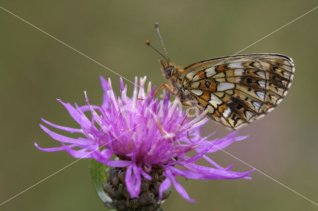 Small Pearl-Bordered Fritillary (Boloria selene)