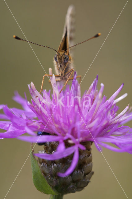 Small Pearl-Bordered Fritillary (Boloria selene)