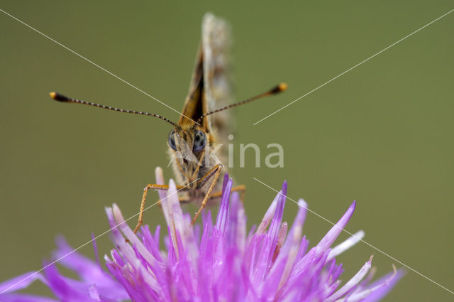 Zilveren maan (Boloria selene)